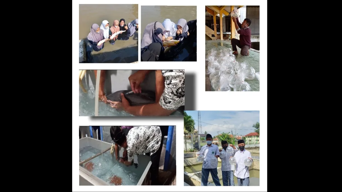 Siswa MA Al Hikmah 2 Sirampog Brebes Panen Ratusan Ribu Larva Ikan dari Praktik Perikanan Air Tawar