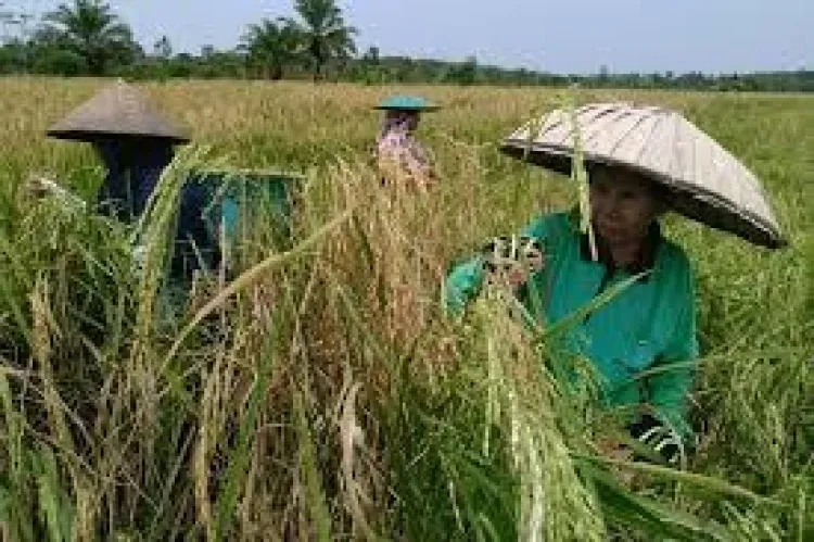 Ketahanan Pangan Jadi Prioritas di Tengah Krisis Global 2026, Pemerintah Dorong Kemandirian