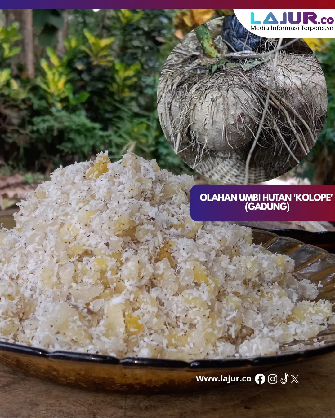 Suku Muna di Muna Barat Olah Umbi Kolope yang Mengandung Sianida Menjadi Pangan Tradisional Bernilai Ekonomi