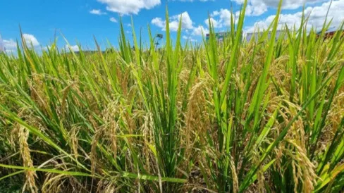 Mentan Amran Peringatkan Ancaman "El Nino Godzilla", Klaim Stok Beras Aman hingga 11 Bulan