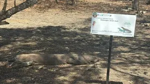 Indonesia dan Prefektur Shizuoka Teken MoU Konservasi Komodo, Dorong Program Breeding Loan dan Rencana Sister Park