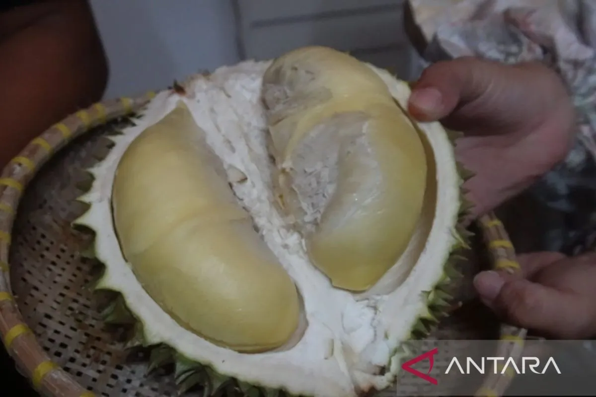 Pangkalpinang Tetapkan Destar Point sebagai Pusat Wisata Kuliner Durian