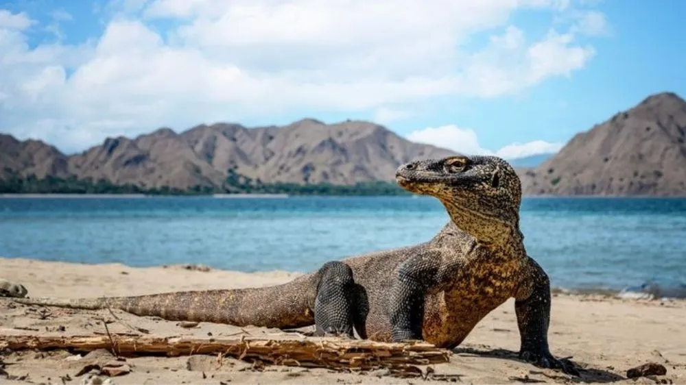 Indonesia Rencanakan Pengiriman Komodo ke Kebun Binatang Reptil di Jepang dalam Skema Breeding Loan
