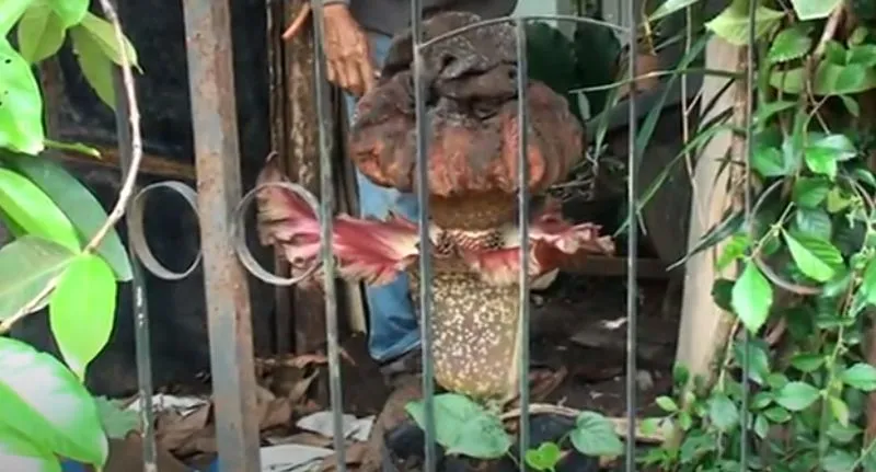 Tanpa Perawatan Khusus, Bunga Bangkai di Pekarangan Rumah Iswara Sudah Mekar Tiga Kali dalam 12 Tahun