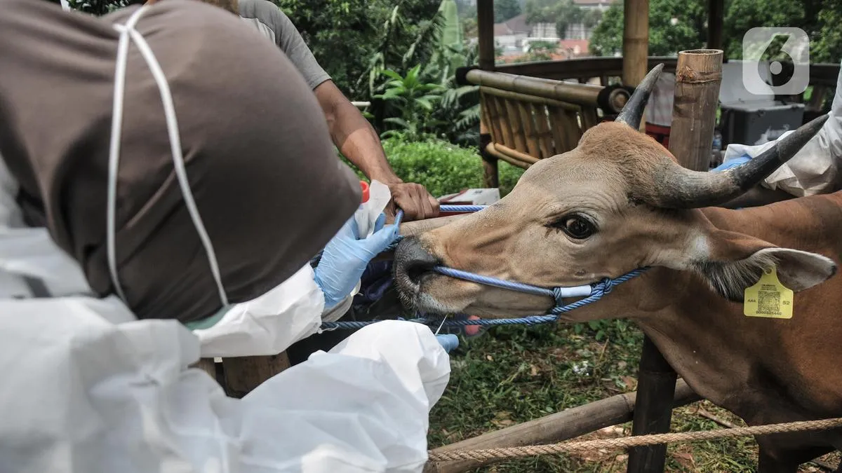 Deretan Hoaks Seputar Hewan Kurban yang Beredar di Media Sosial dan Klarifikasinya