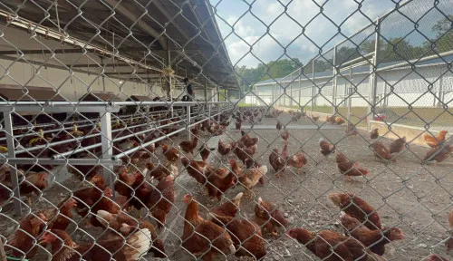JAPFA Serahkan Hibah Ayam Petelur Free Range ke UGM untuk Penguatan Riset Kesejahteraan Hewan