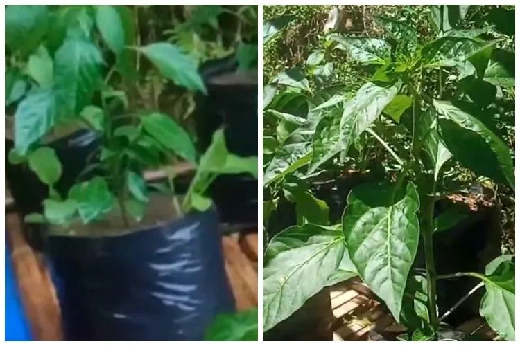 Cara Mencegah Cabai di Pot Mudah Busuk Saat Musim Hujan, Tanpa Bumbu Dapur