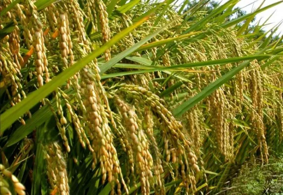 El Nino 2026 dan Gejolak Energi Global Memperbesar Risiko Gangguan Pangan di Indonesia