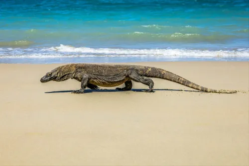 RI–Jepang Jajaki Kerja Sama Konservasi Lewat Pertukaran Komodo, Panda Merah, dan Jerapah