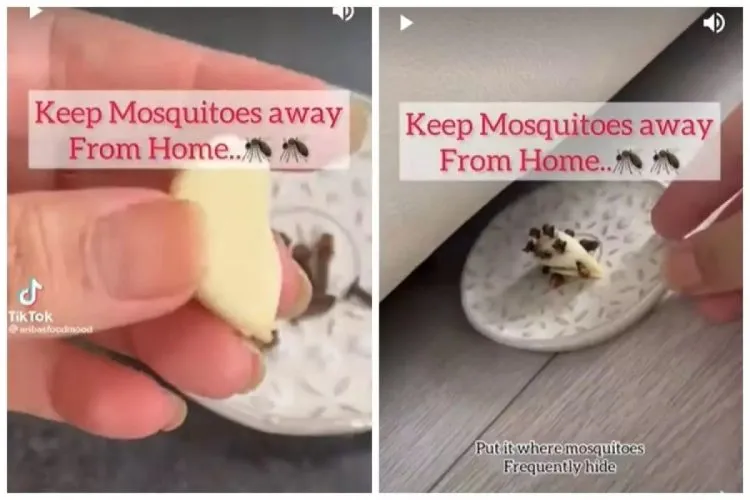 Cara Membuat Pengusir Nyamuk Alami Tanpa Asap dari Bawang Putih dan Cengkeh