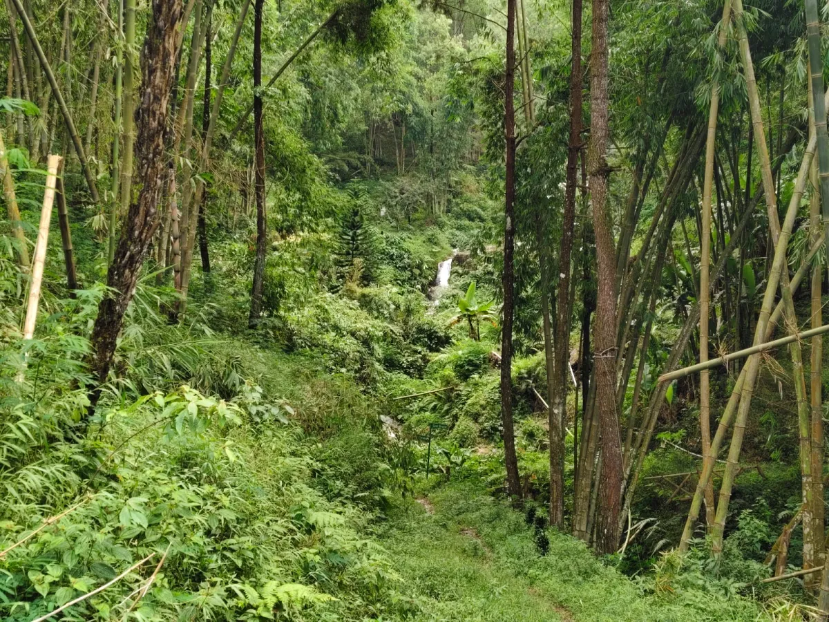 Laju Kehilangan Hutan Global Melambat, Namun Ancaman terhadap Air, Iklim, dan Pangan Masih Besar