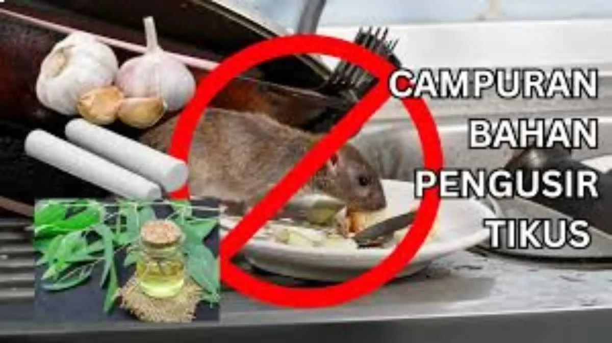 Cara Alami Mengusir Tikus Tanpa Racun dengan Bahan Dapur