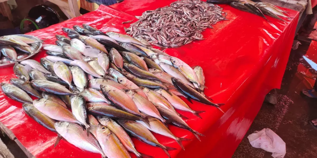 Analisis MSY dan MEY Perikanan Gorontalo Tiga Tahun Terakhir: Menakar Keberlanjutan Penangkapan Ikan