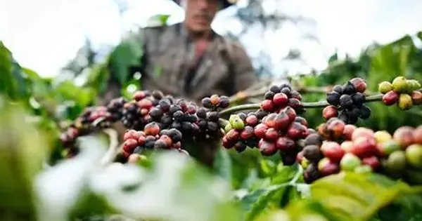 Kementerian Serukan Dunia Usaha Berbagi Beban dengan Petani di Tengah Ketidakpastian Global