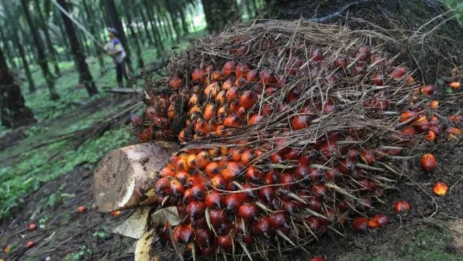 Harga CPO Melonjak di Tengah Stok Menumpuk: Mengapa Sawit Kembali Jadi Percakapan Nasional