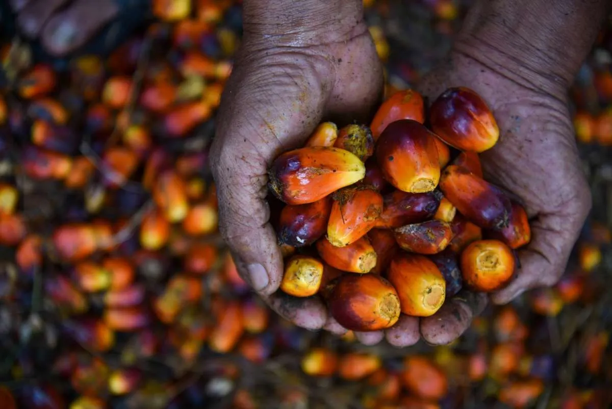 Ekonom Nilai Sektor Tambang dan CPO Berpeluang Diuntungkan di Tengah Lonjakan Harga Minyak Global