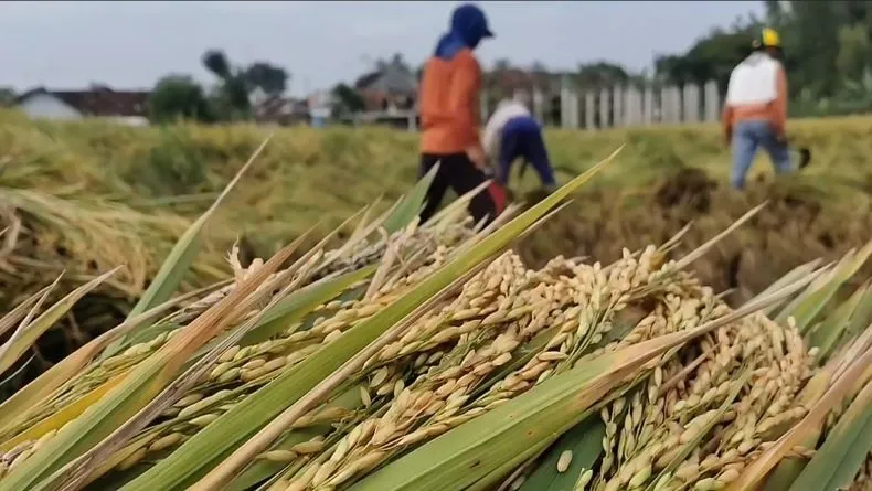 DPR Minta Pemerintah Perkuat Keamanan Pangan di Tengah Ancaman Krisis Ekonomi Global