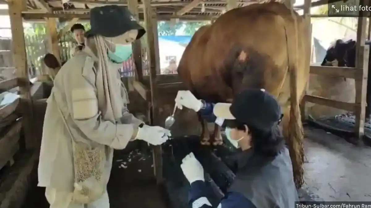 PDIP Minta Pemerintah Buka Detail Anggaran Sapi Kurban Presiden yang Disebut Rp100 Miliar