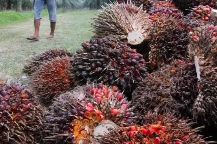 Harga CPO Indonesia Berbalik Menguat di Pasar Ekspor, Didorong Pasokan Global yang Menyusut