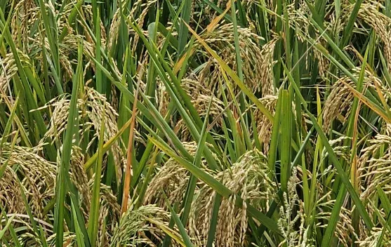 ADB: Harga Minyak Dunia Berpotensi Dorong Inflasi Pangan, Inflasi Asia Pasifik Diproyeksi Naik