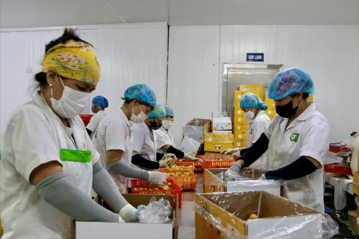 Vietnam Tetapkan Rencana Aksi Nasional untuk Memenuhi Kewajiban Pertukaran Informasi Pajak