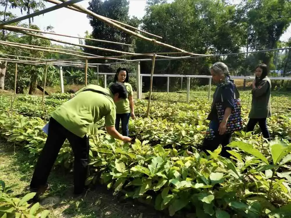 ITTO: Pengelolaan Hutan Berkelanjutan Kunci Ekonomi Global Inklusif dan Ramah Lingkungan