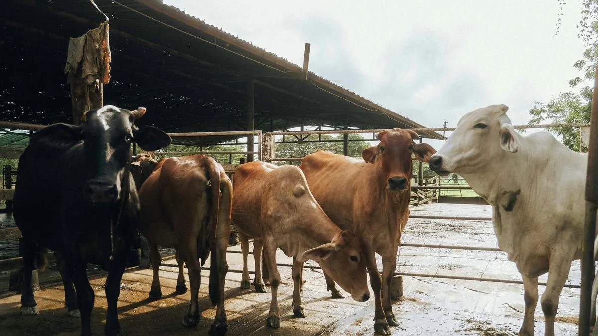 Kemenag Bantah Klaim Minta Masyarakat Serahkan Uang Kurban ke Pemerintah
