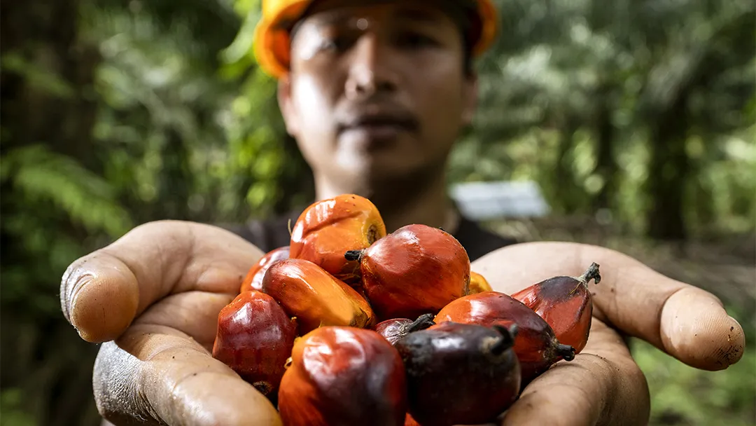 PASPI Apresiasi Dukungan BPDP untuk Riset Sawit, Minta Hasil Penelitian Lebih Banyak Diimplementasikan