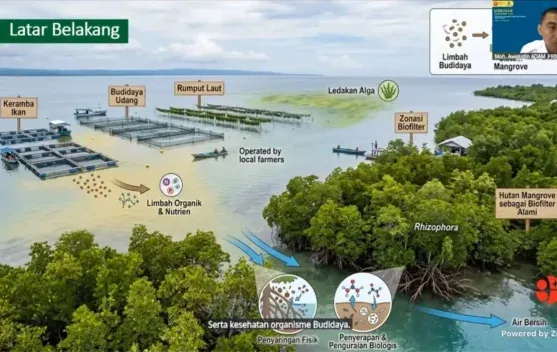 Riset BRIN: Mangrove Berperan sebagai Biofilter Alami untuk Menekan Dampak Limbah Budidaya Laut