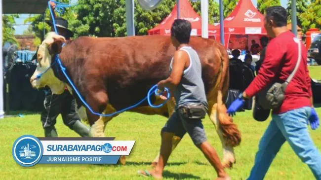 Pemkab Banyuwangi Gelar Kontes, Pameran, dan Bursa Ternak 2026 Jelang Idul Adha