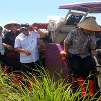 BRIN Uji Coba Petasol dan Padi Biosalin di Jepara untuk Dorong Solusi Energi dan Pangan