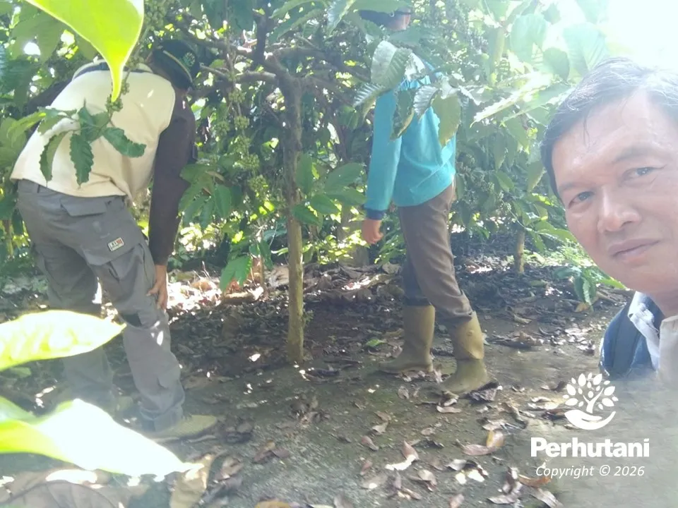 Perhutani KPH Kendal Lakukan Ubinan Bersama Penggarap untuk Hitung Potensi Panen Kopi Agroforestri