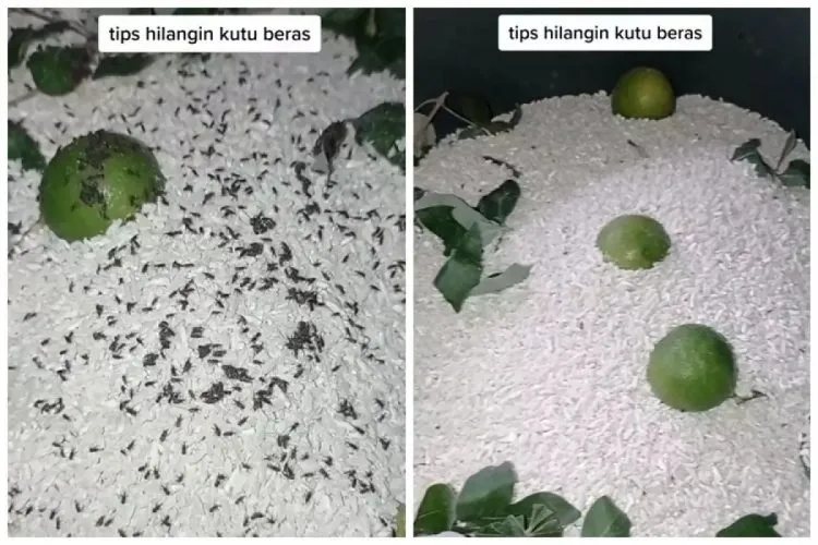 Trik Dua Bahan Dapur untuk Mengusir Kutu Beras, Cukup Didiamkan Dua Jam