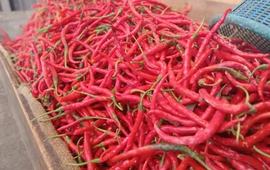 Harga Cabai Merah Turun, Bawang Putih Naik di Pasar Tanjung Bajure Sungai Penuh