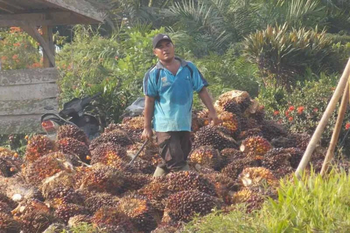 POPSI Tekankan Transparansi dalam Aturan Tata Kelola Ekspor SDA, Termasuk Sawit