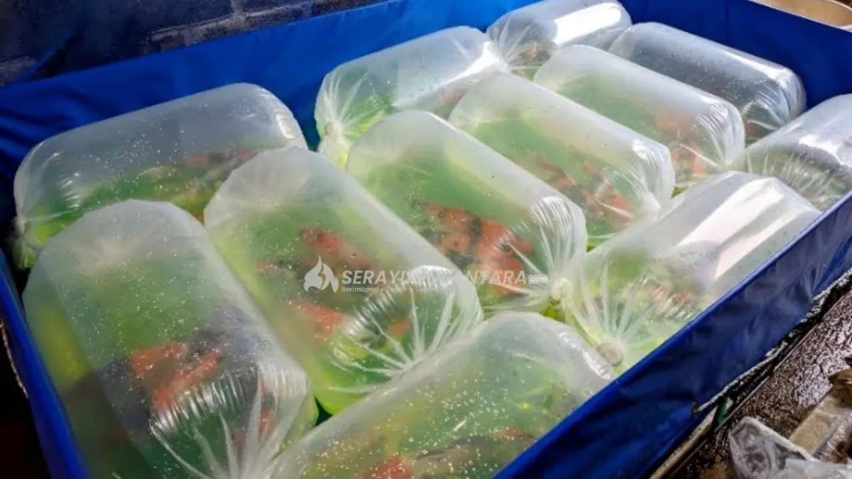 Konflik Timur Tengah Picu Lonjakan Harga Plastik Packing Koi di Blitar hingga Sekitar 64 Persen