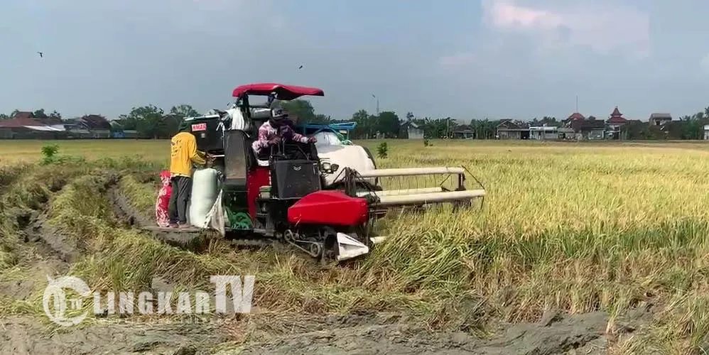 Lahan Sawah di Demak Berkurang Sekitar 2.000 Hektare dalam Tujuh Tahun, Industri dan Permukiman Meluas