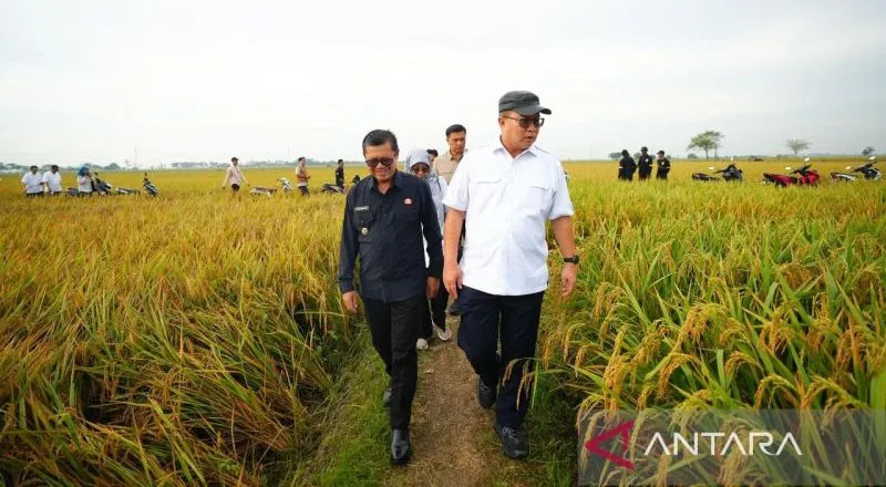 Panen Perdana Padi Hasil Pemuliaan Berbasis Teknologi Nuklir Digelar di Subang