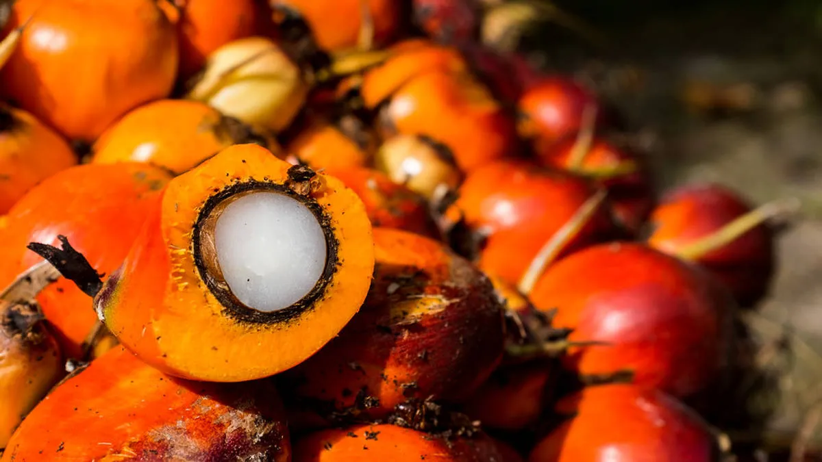 Kelapa Sawit Jadi Bantalan Ekonomi Indonesia di Tengah Gangguan Perdagangan Global