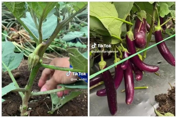 Trik Pruning Tanaman Terong agar Subur dan Buah Lebih Besar, Tanpa Bumbu Dapur