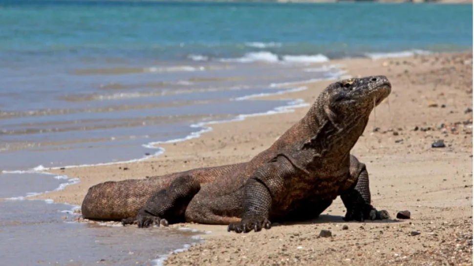 Sepasang Komodo Akan Dikirim ke Jepang dalam Program Breeding Loan, Indonesia-Jepang Sepakati Diplomasi Hijau
