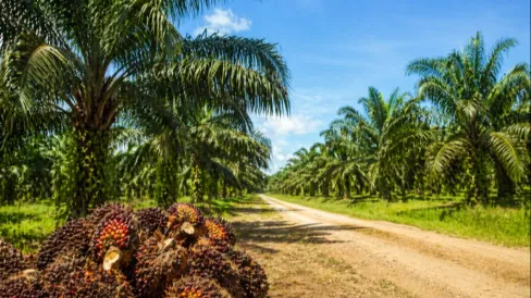 BPDP Buka Grant Riset 2026 untuk Sawit, Kakao, dan Kelapa, Pendaftaran hingga 30 Juni
