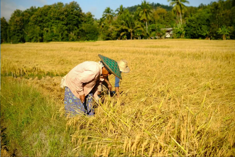 IPB Usulkan Pertanian Biointensif untuk Tekan Dampak Krisis Perang Timur Tengah pada Sektor Pangan