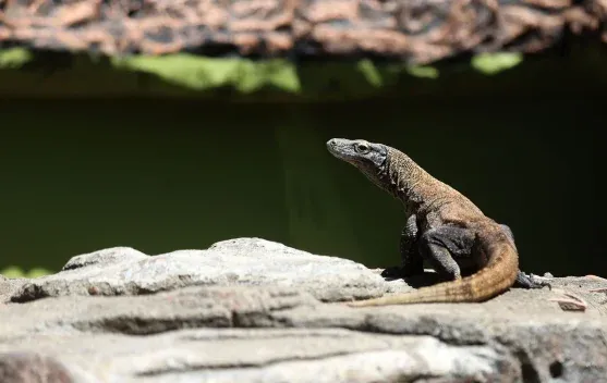 KBS dan iZoo Shizuoka Sepakati Breeding Loan Komodo untuk Penguatan Konservasi Eks-situ