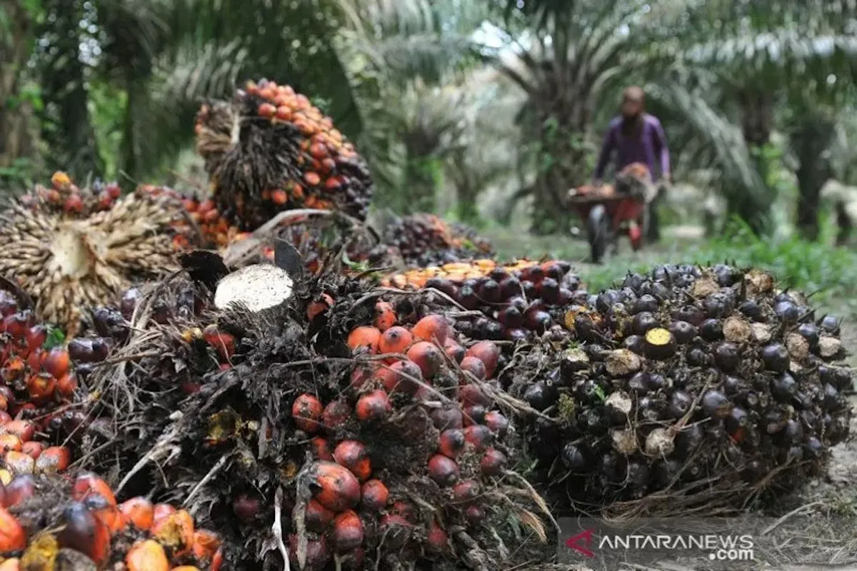 Kementan: Hilirisasi CPO Jadi Kunci Perkuat Ekonomi dan Kemandirian Energi