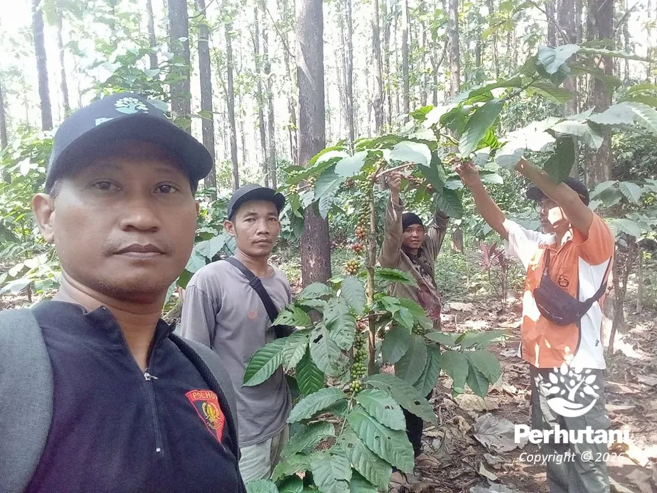 Perhutani KPH Kendal Gelar Denplot Uji Petik Kopi untuk Transparansi Pembagian Hasil