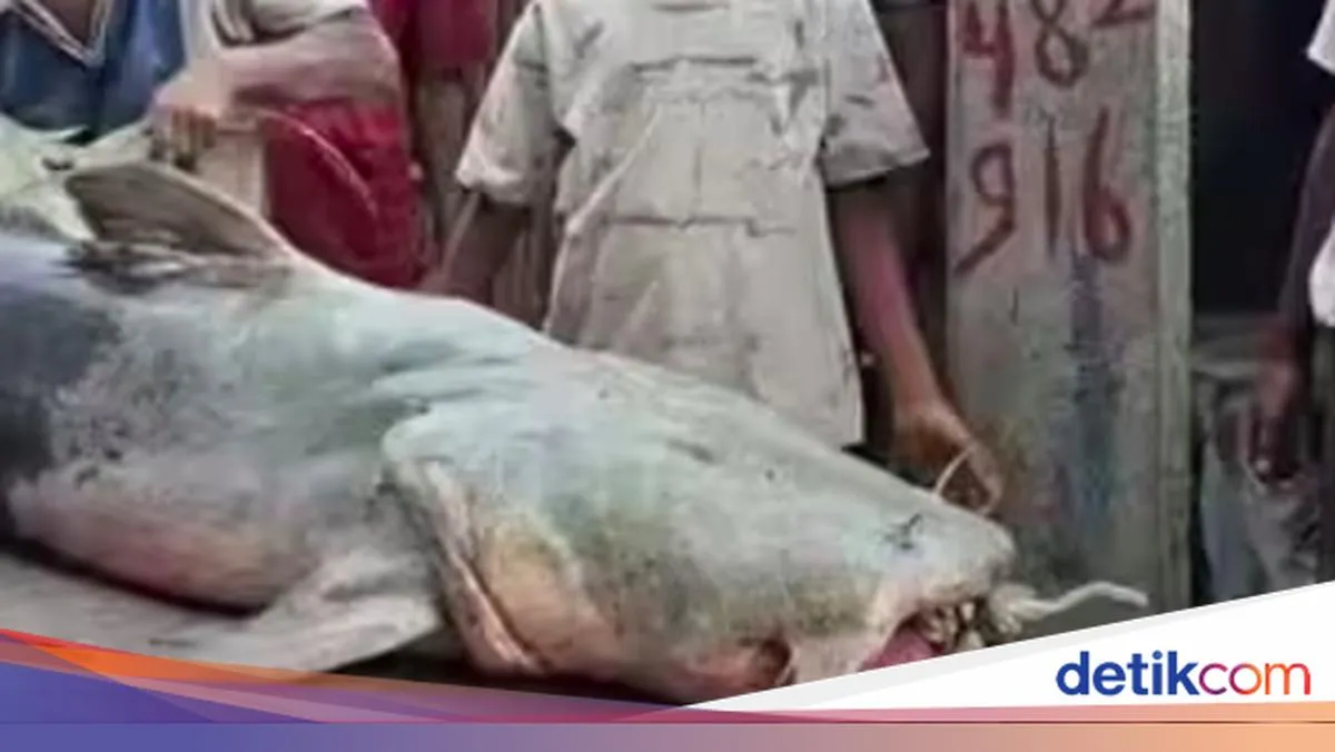 Ikan Aneh Pascabanjir Nepal di Bihar: Ketika Arus Membawa Misteri, dan Negara Meminta Warga Menahan Diri