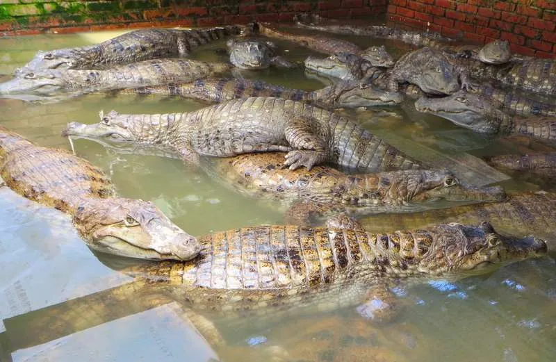 Chiayi Dorong Warga Coba Produk Perairan Lokal untuk Barbekyu Festival Pertengahan Musim Gugur