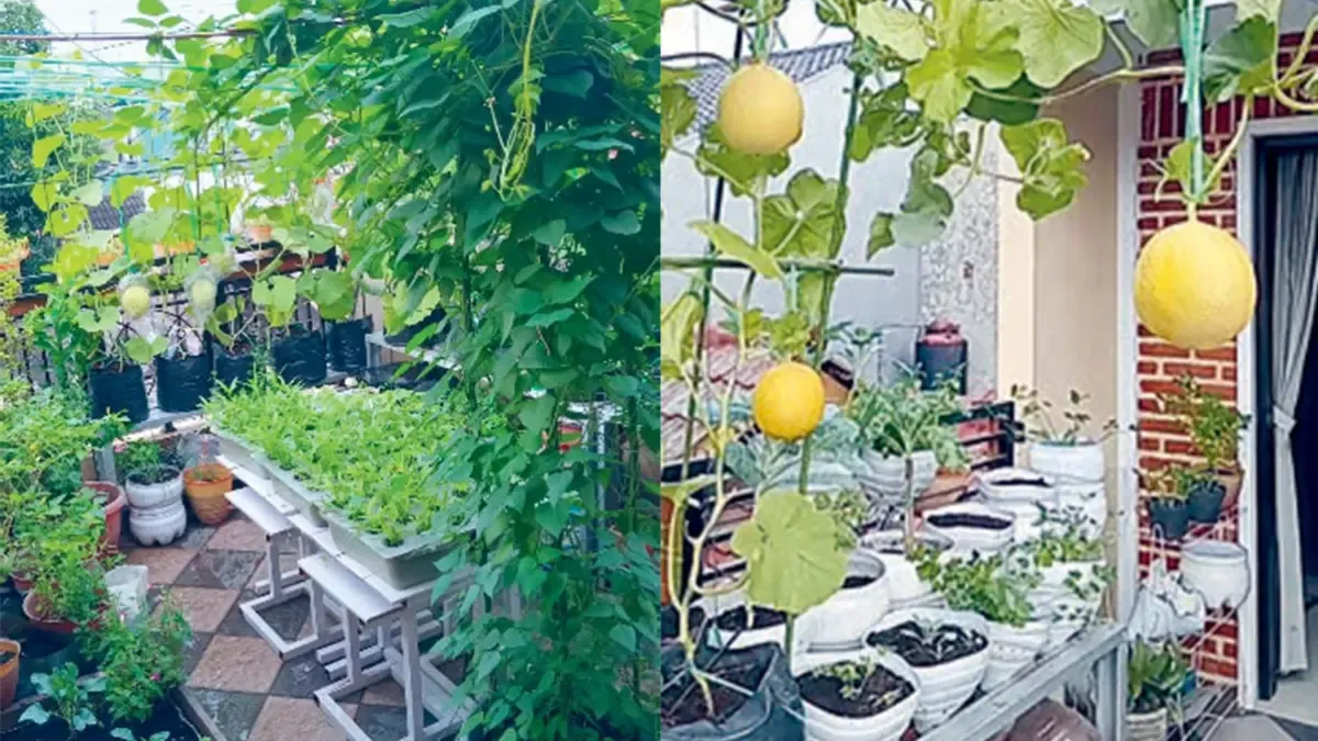 Cara Menjaga Kebun Balkon Tetap Produktif Saat Panas, Hujan Deras, dan Angin Kencang