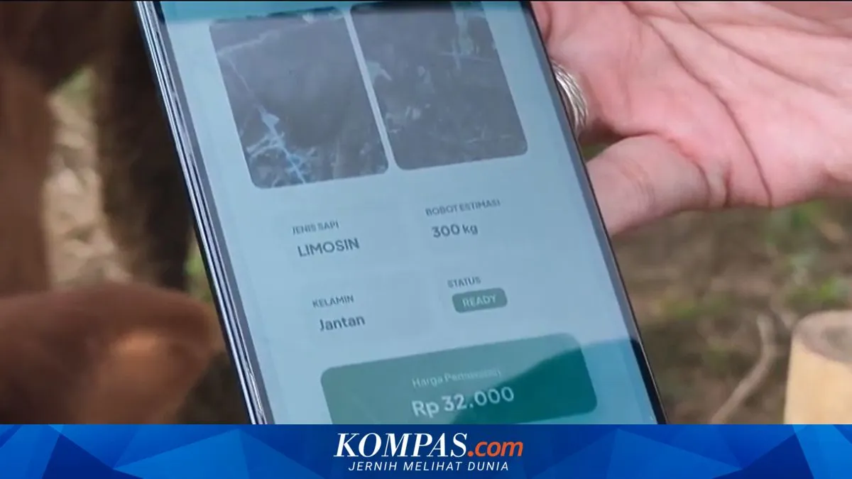 Pedagang Sapi di Sukabumi Pasang Barcode Berbasis AI untuk Tampilkan Data Hewan Kurban